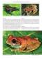 Preview: Status and Threats of Afrotropical Amphibians